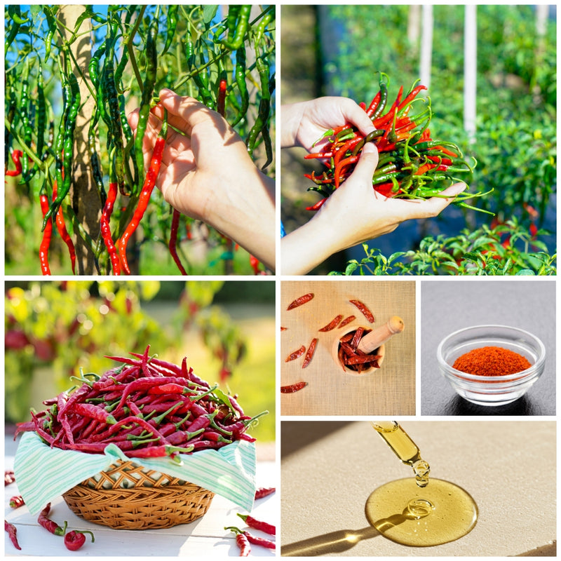 Collage of images showing red chili peppers at different stages of growth and processing.