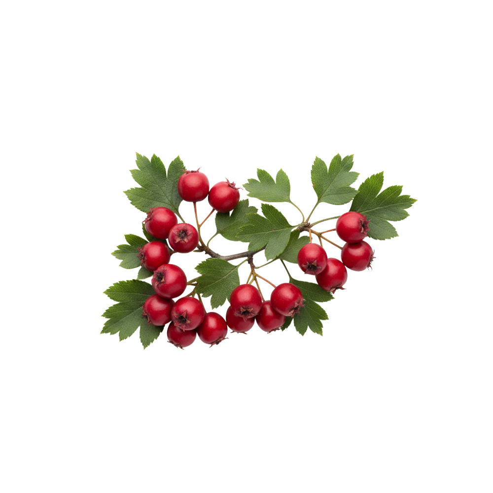 Bunch of red berries with green leaves on a white background