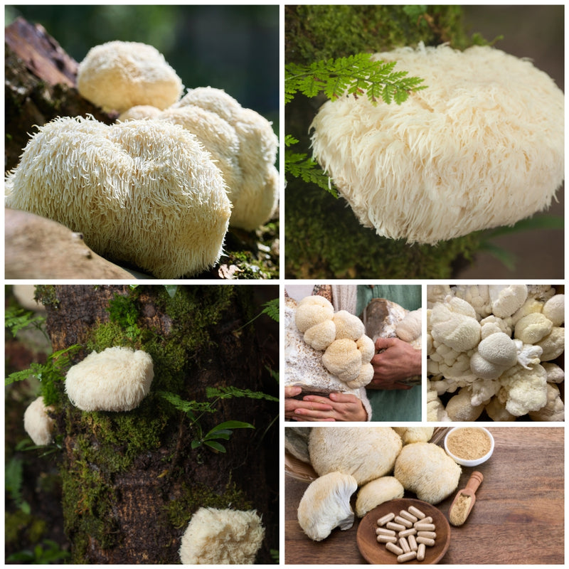 Collage of lion's mane mushrooms in various settings with a person holding one.