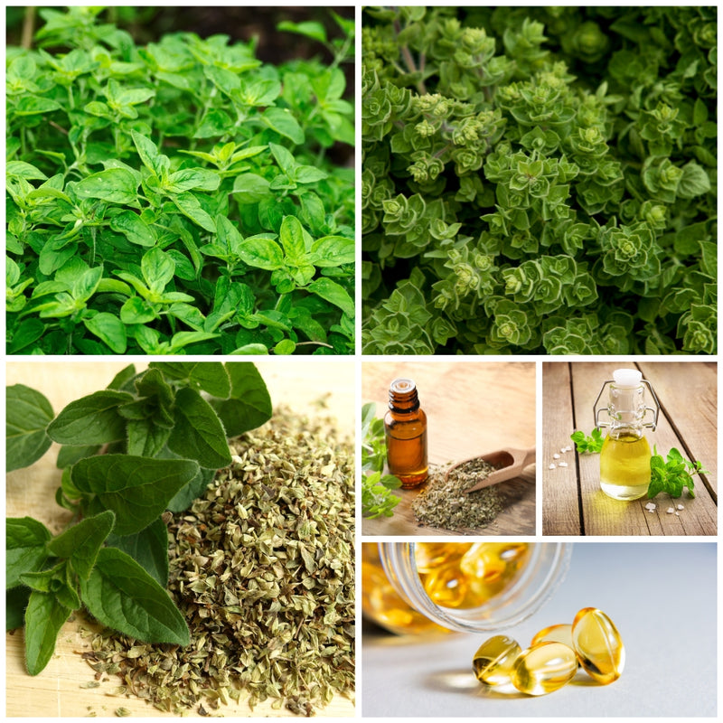 Collage of oregano plants, dried oregano, essential oil bottle, and capsules on a wooden surface.