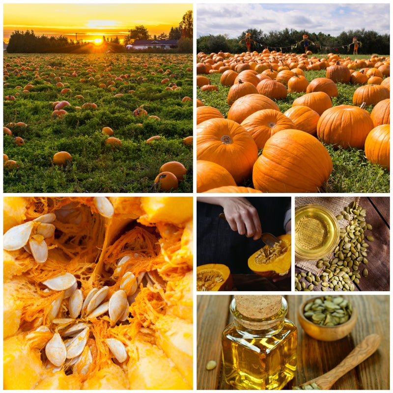 Collage of pumpkin images including a field, pumpkins, pumpkin seeds, and pumpkin oil. production of pumpkin seed oil softgels supplement
