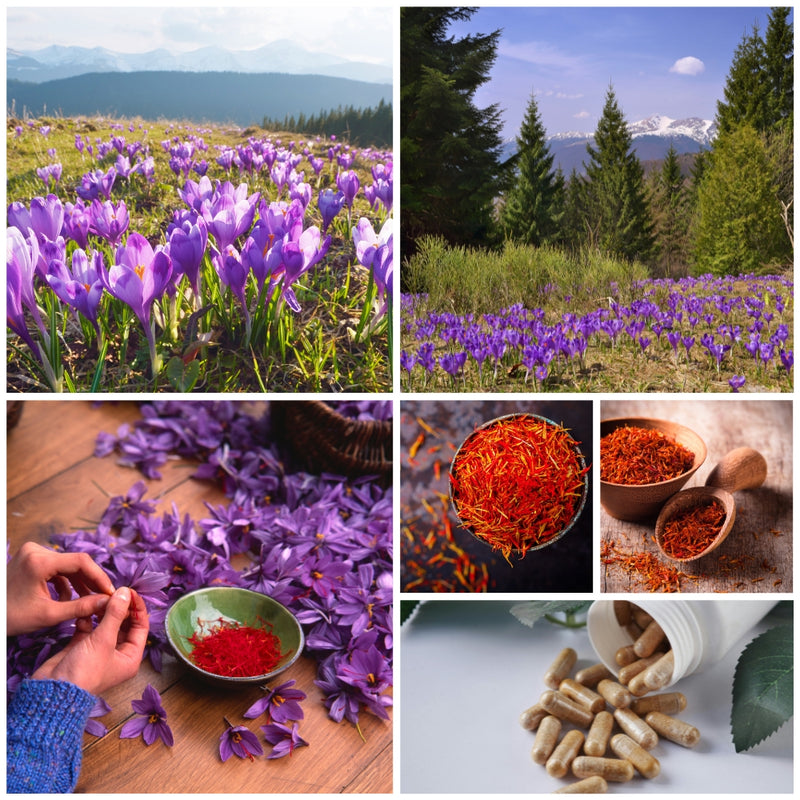Collage of saffron flowers, saffron threads, and saffron products with a scenic background.